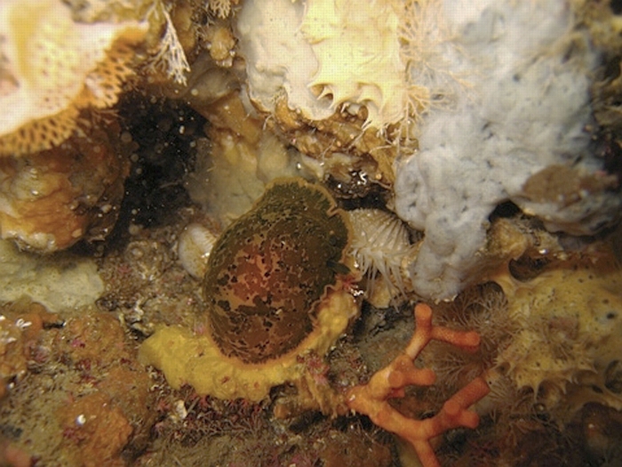 Dendrodoris limbata (Cuvier, 1804)